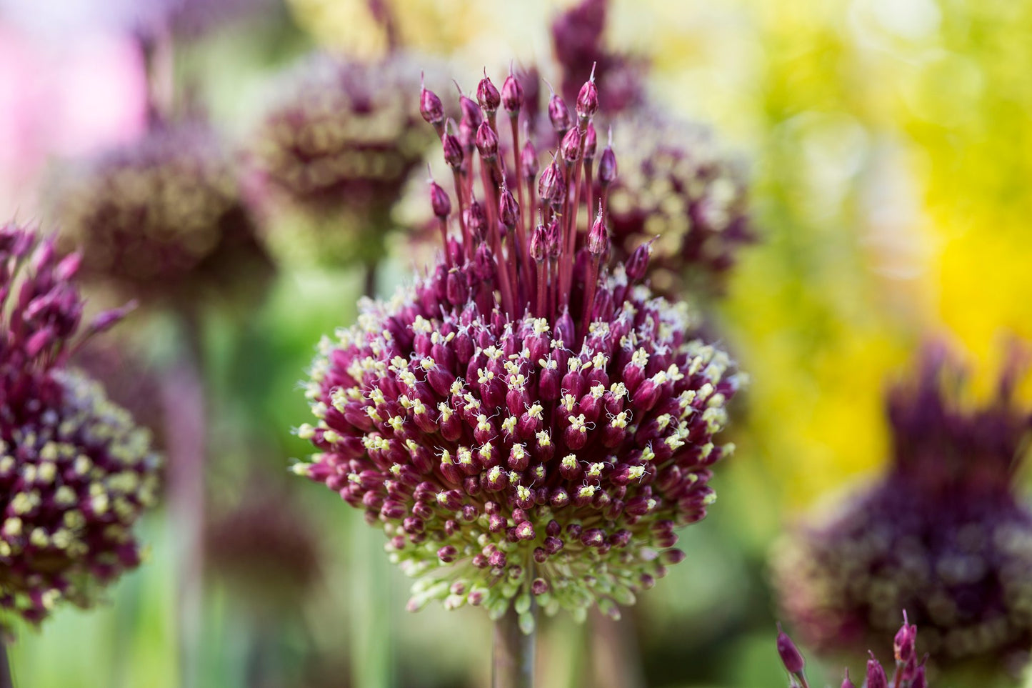 Red Mohican Allium Seeds