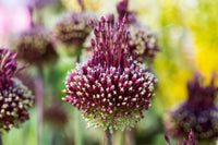 Red Mohican Allium Seeds