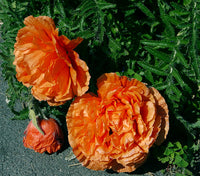 Orange Glow Oriental Poppy