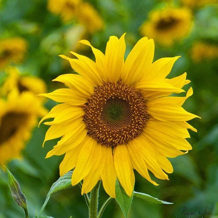 Dwarf Sunflower Seeds