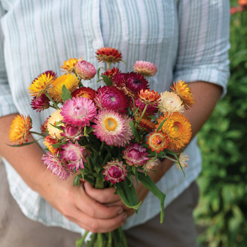 Choice Mix – Strawflower Seed