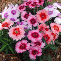 Dianthus- Baby Doll Mix
