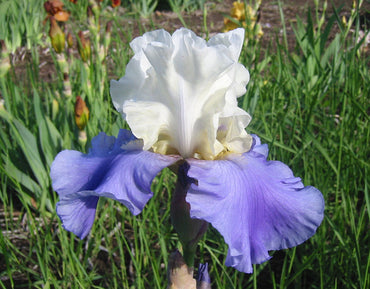 Stairway to Heaven Bearded Iris