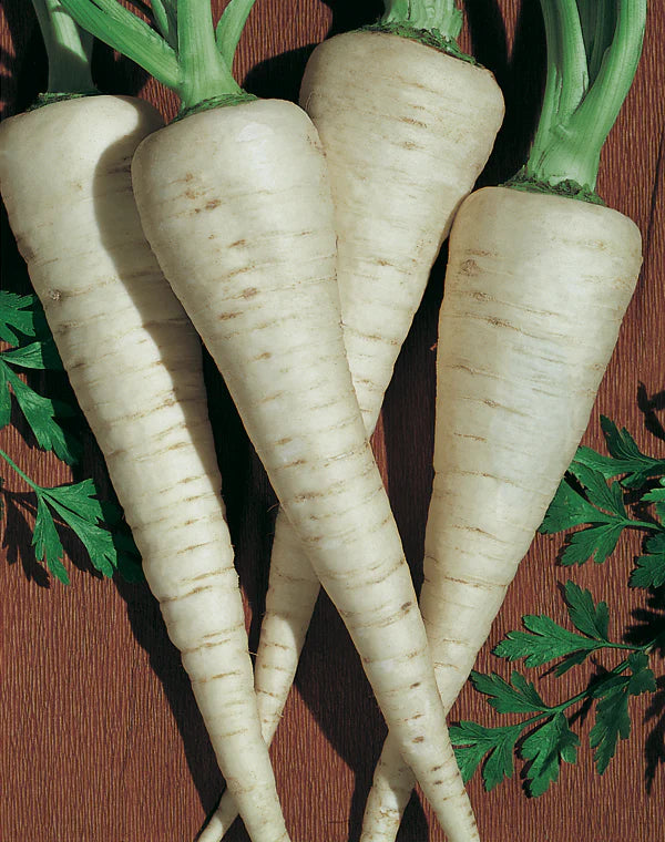 Javelin – Parsnip Seed