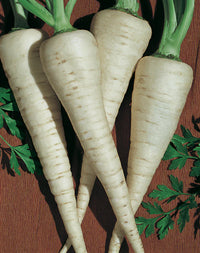 Javelin – Parsnip Seed