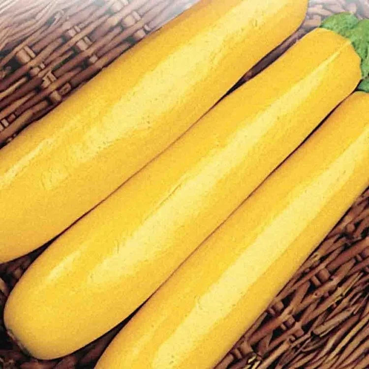 Squash Gold Rush Seeds