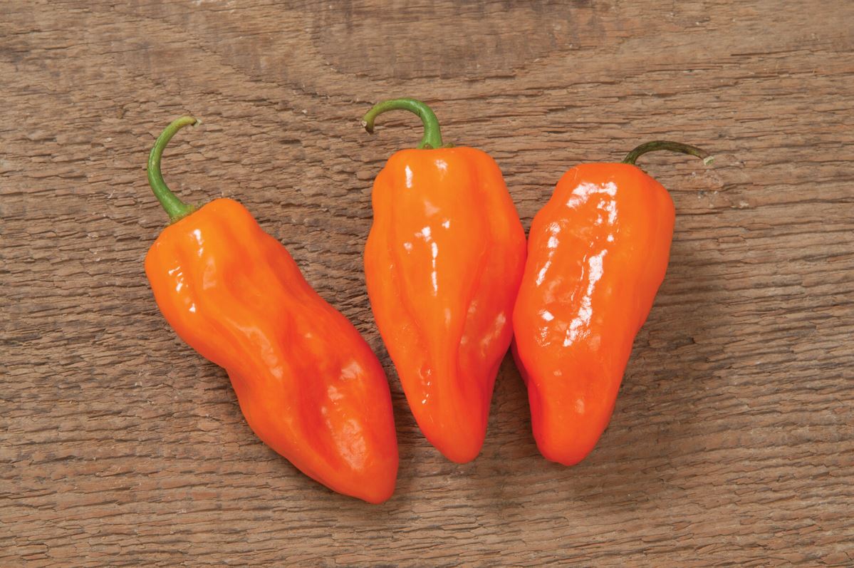 Helios – Habanero Pepper Seed