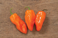 Helios – Habanero Pepper Seed