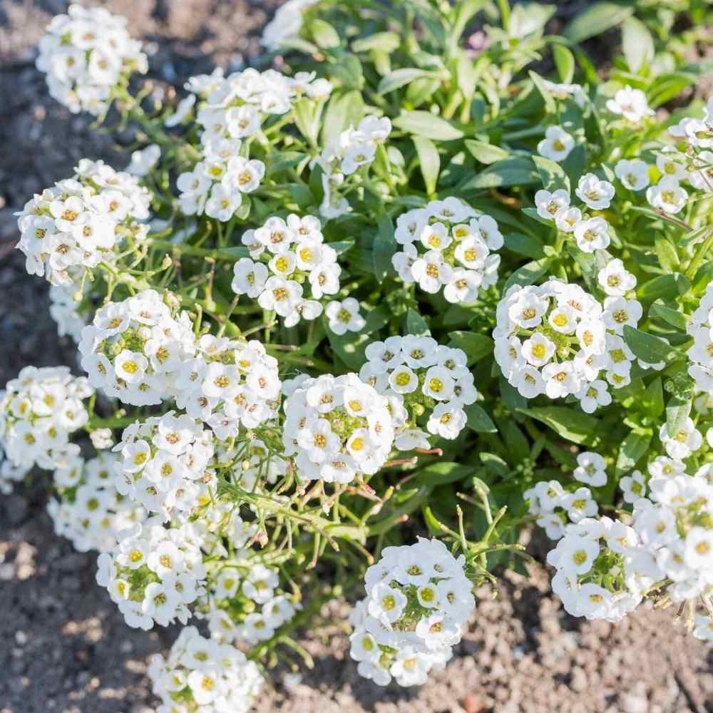 Heirloom Non-GMO Lobularia Flower Seeds for Fragrant Ground Cover and Cottage Garden Planting for planting in home garden