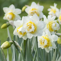 Double Daffodil- White Lion