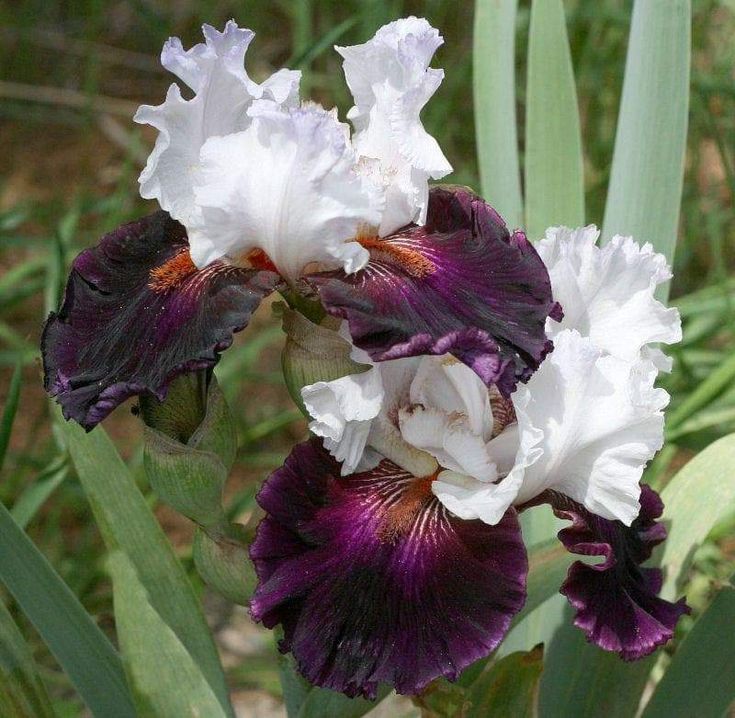 Starring Bearded Iris