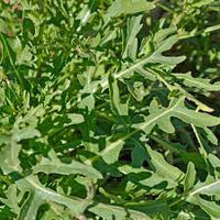 Sylvetta – Organic Arugula Seed