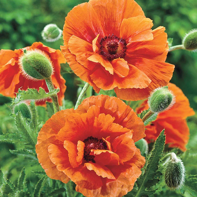 Breck's Colourful Oriental Poppy Collection