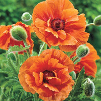 Breck's Colourful Oriental Poppy Collection