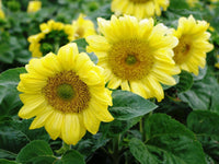 Sunflower- Ice Spray F1