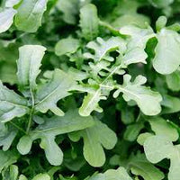 Esmee – Organic Arugula Seed