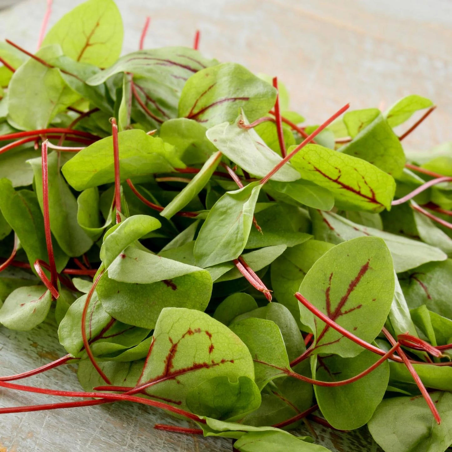 Red Veined Sorrel – Green Seed