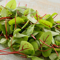 Red Veined Sorrel – Green Seed