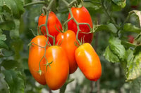 Five Star Grape – Organic Tomato Seed