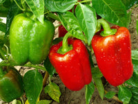 Olympus – Bell Pepper Seed