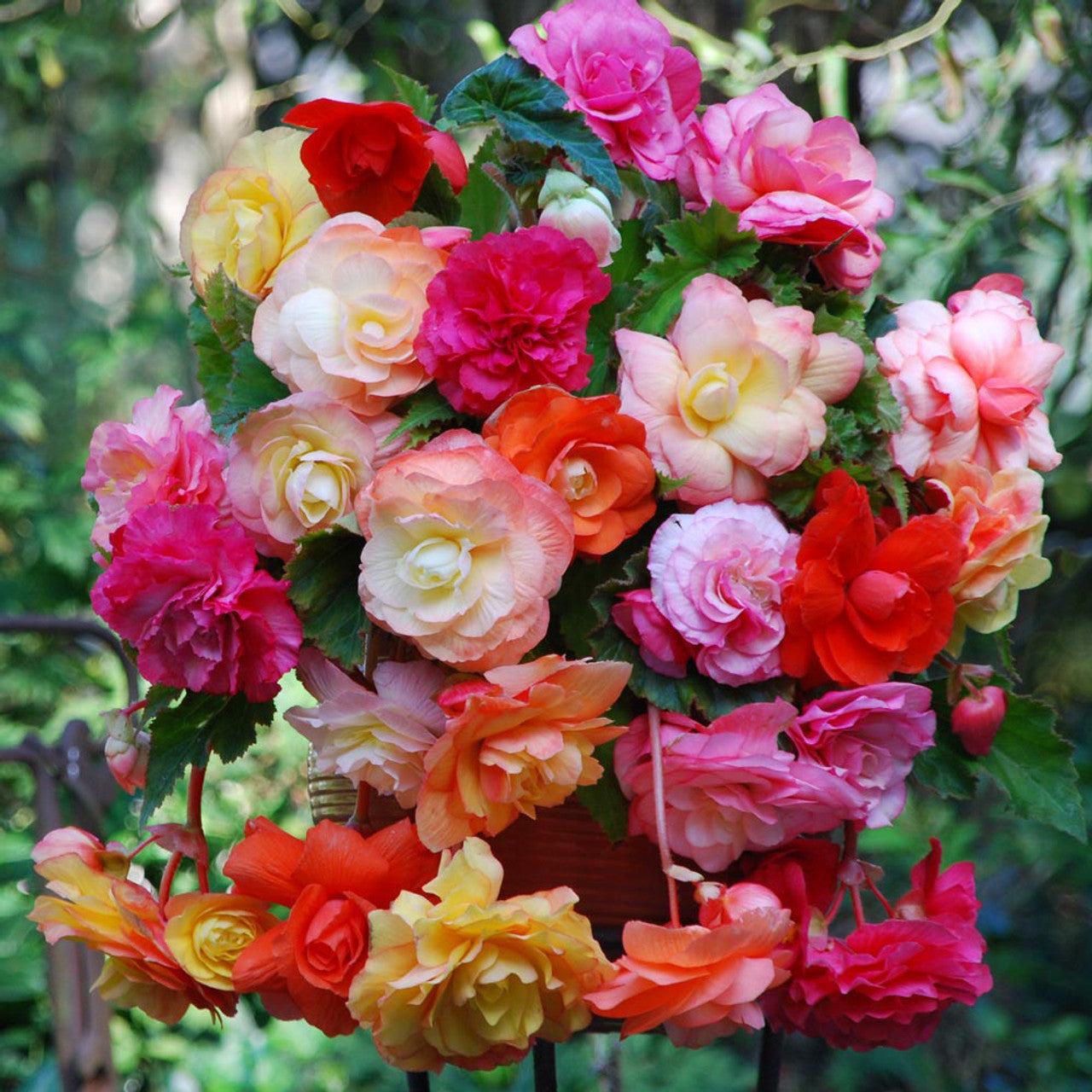 Splendide Begonia Mixture