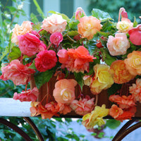 Splendide Begonia Mixture