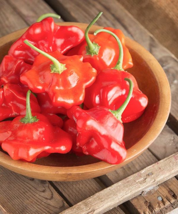 Ninja – Bell Pepper Seed