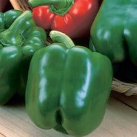 King Arthur – Bell Pepper Seed