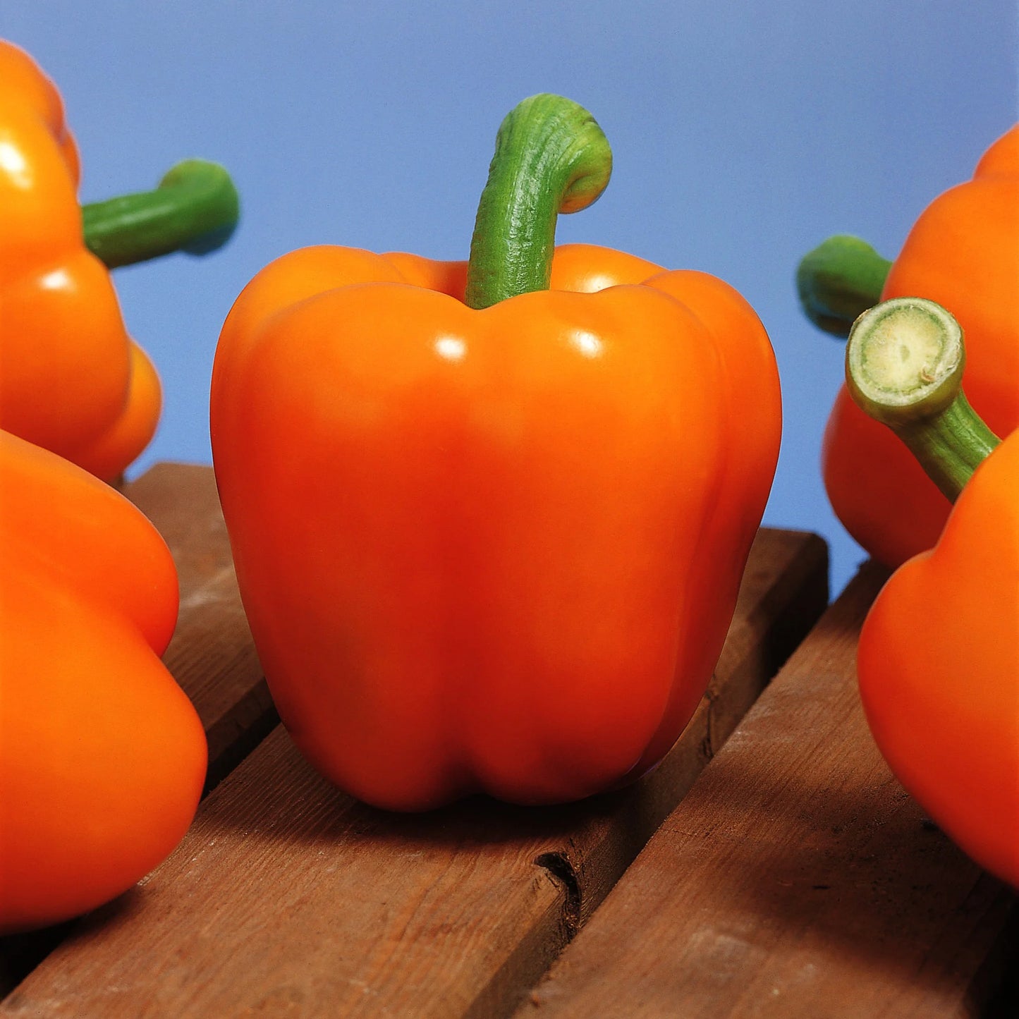 Milena – Bell Pepper Seed