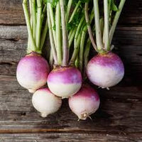 Purple Top White Globe Organic Turnip Seed