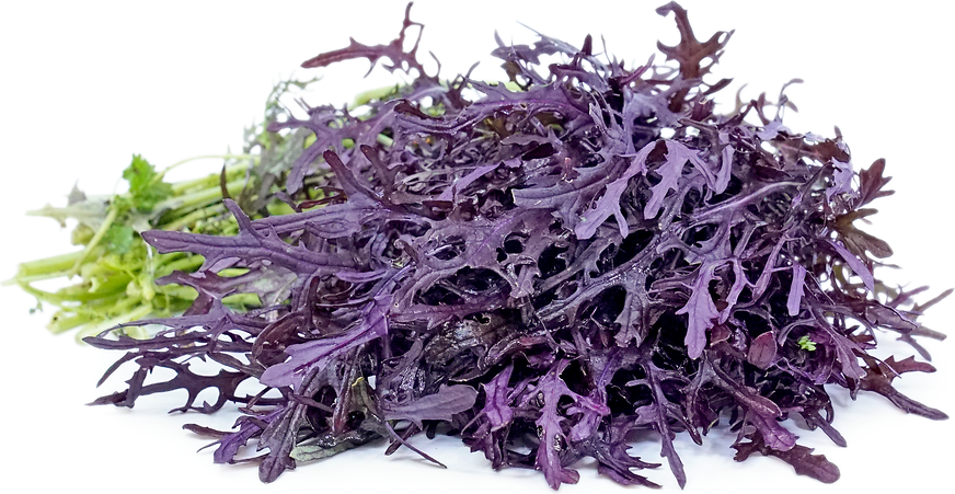 Scarlet Frills – Mustard Green Seed