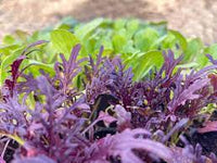 Red Splendor – Mustard Green Seed