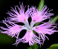 Heirloom Non-GMO Dianthus Superbus Flower Seeds for Fragrant Garden Blooms and Delicate Displays