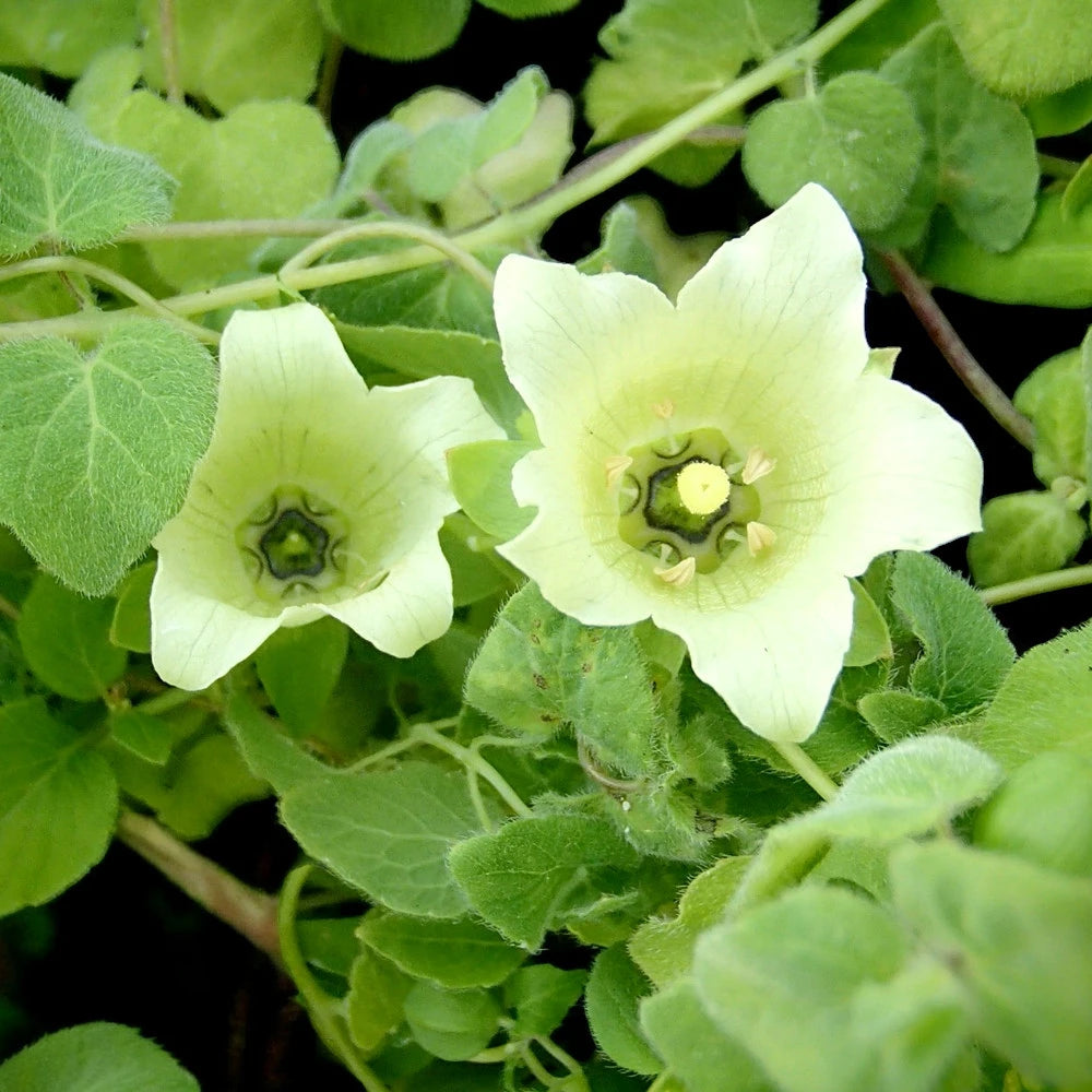 Heirloom Non-GMO Codonopsis Flower Seeds for Garden Planting – Rare Blooms Variety