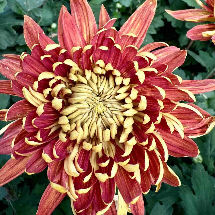 Golden-Red Giant Chrysanthemum Seeds