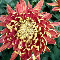 Golden-Red Giant Chrysanthemum Seeds