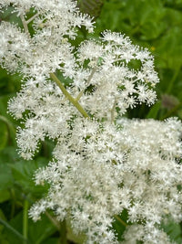 Heirloom Non-GMO Rodgersia Flower Seeds – Ornamental Perennial Flower Seeds for Planting