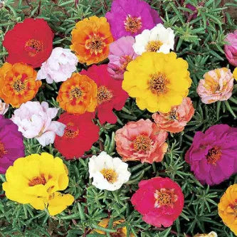 Portulaca- Double Flowered Mix