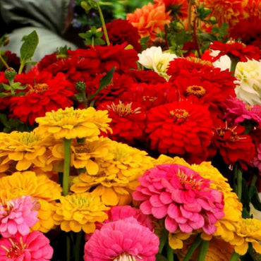 Giant Dahlia Flowered Mix – Zinnia Seed