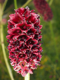 Heirloom Sanguisorba Officinalis Flower Seeds, Non-GMO Unique Blooms for Planting