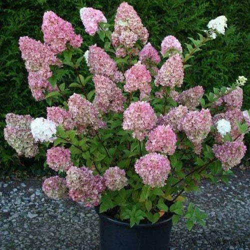 Hydrangea Flowers Seeds - Mixed Color