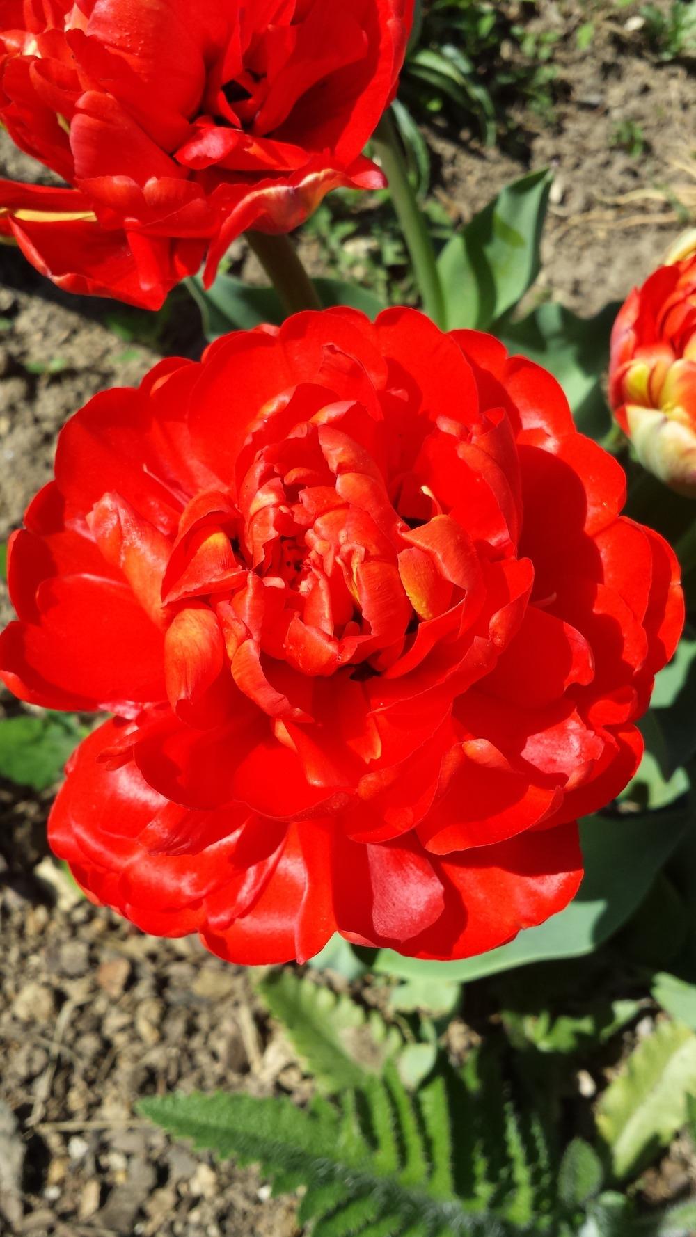 Scarlet Majesty Tulip Seeds