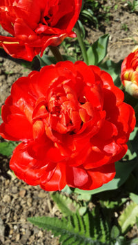 Scarlet Majesty Tulip Seeds