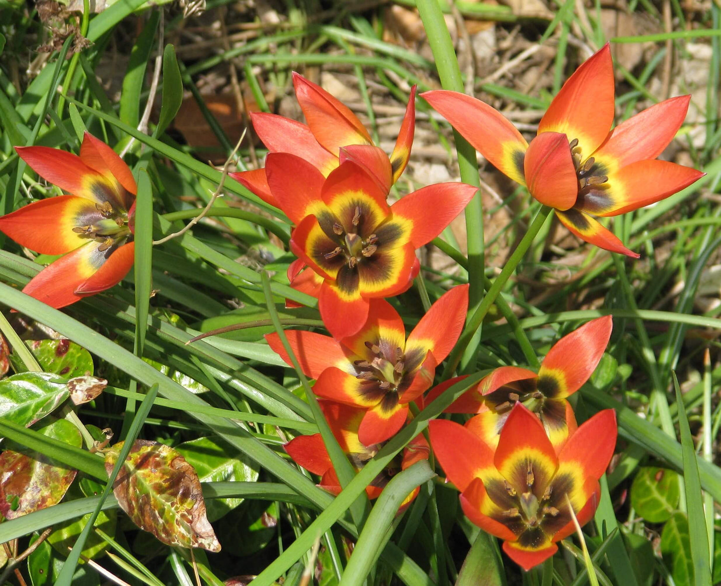 Little Princess Tulip Seeds