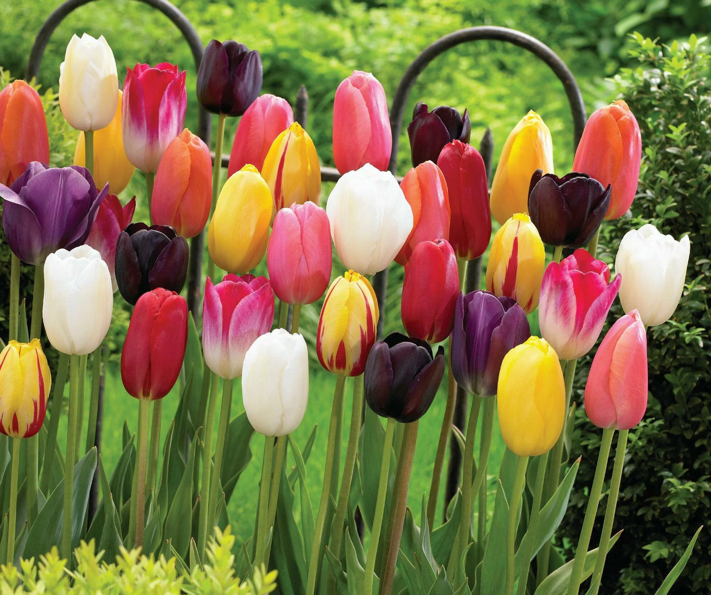 Colour Magic Tulip Mixture Seeds