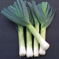 Leek Organic Seeds
