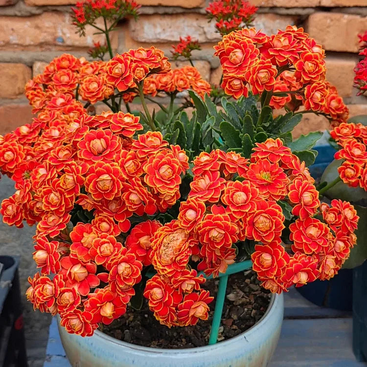 Kalanchoe - Longevity Flower Seeds