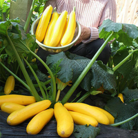 Golden Banana Zucchini Seeds