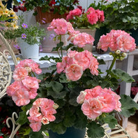 Double-Petaled Geranium Flower Seeds