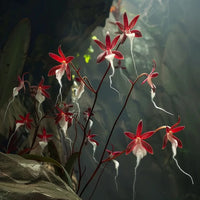 Ghost Orchid Seeds